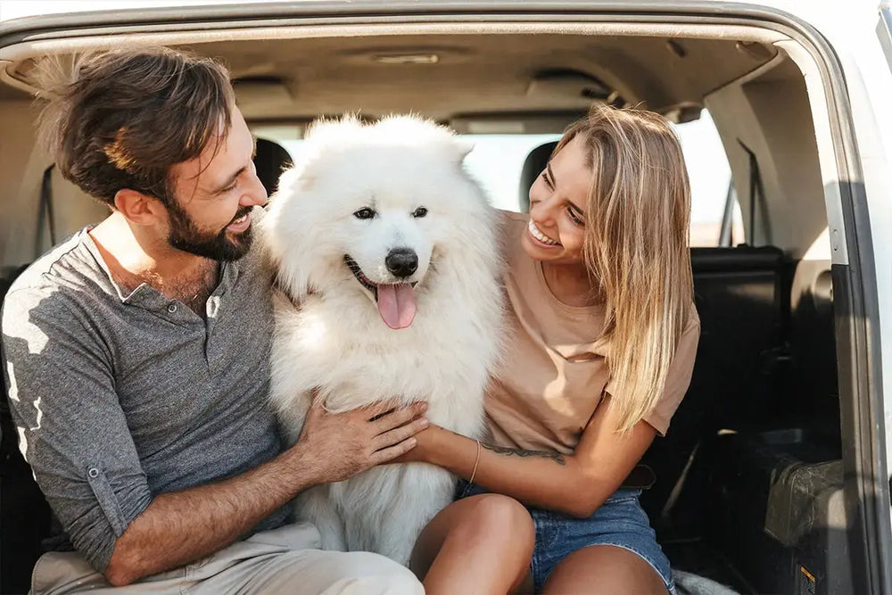 Best Interior Car Cleaning for Pet Owners